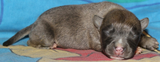 DDDawgs Frankie Gonna Thongya